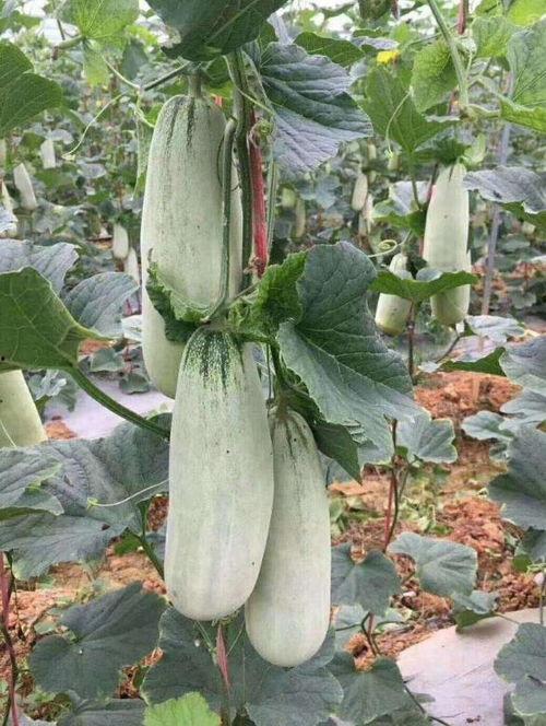 羊角瓜如何搭架子吃的视频,轻松收获美味佳肴