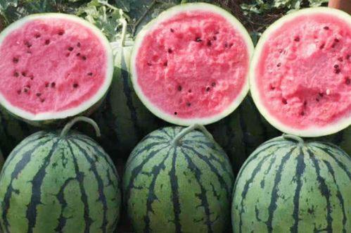 沙瓜啥时候可以吃呀视频