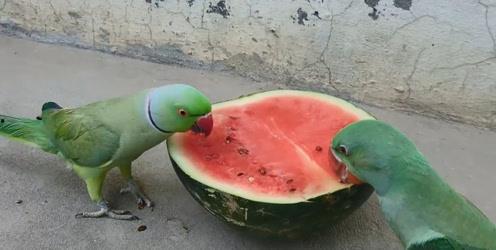 朋友吃瓜拉肚子视频大全,一场欢乐与尴尬的视觉盛宴