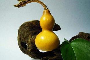 葫芦瓜如何挂着晒干吃视频,传统美味，简单易学