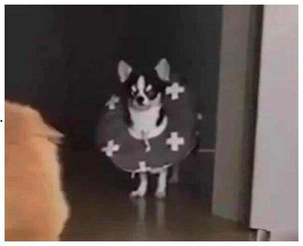 喂狗吃瓜群众视频播放在线观看,喂狗吃瓜，欢乐瞬间在线共享