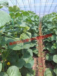 大棚里吃瓜的视频,共享丰收喜悦