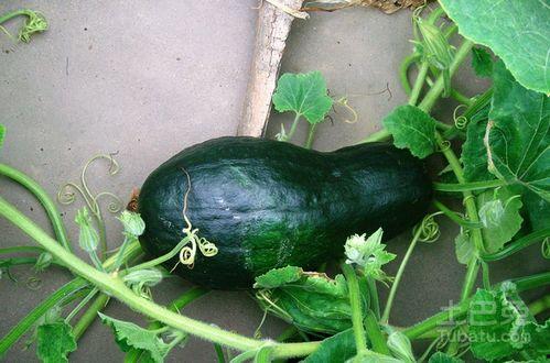 山鸡哥吃八月瓜视频大全