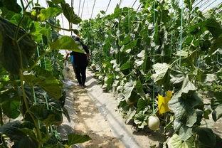 梧桐吃瓜的视频,揭秘娱乐圈幕后故事