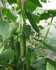 吃瓜叶能减肥么视频讲解,真的能瘦吗？