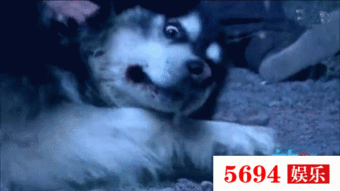 吃瓜群众偷狗视频,吃瓜群众目睹惊悚一幕