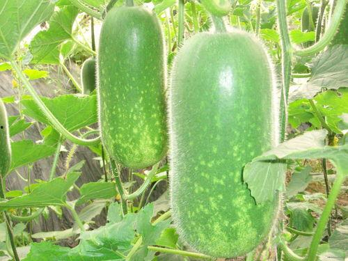 什么季节吃羊角瓜好呢视频,羊角瓜的最佳食用季节揭秘