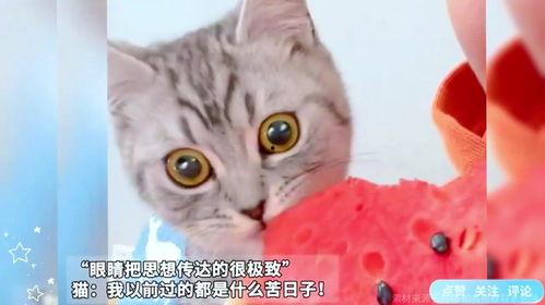 猫咪吃瓜视频,猫咪吃瓜视频大盘点