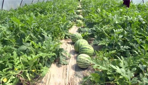 南阳最近吃瓜事件视频,一场网络热议背后的真相揭秘