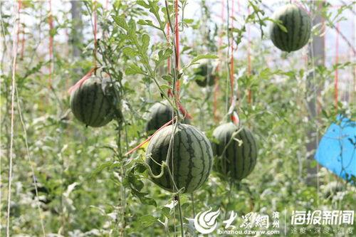 正信楼吃瓜视频,一场吃瓜群众的视觉盛宴